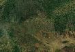 Специалисты отдела дистанционных наблюдений ЦЗЛ Республики Тыва завершили работы по выявлению изменений санитарного и лесопатологического состояния лесов Тывы
