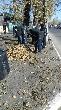Коллектив мэрии Кызыла очистил центральную часть города от опавшей листвы